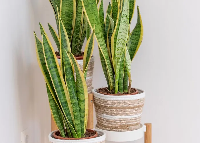 Apartment The Square 1st Floor *